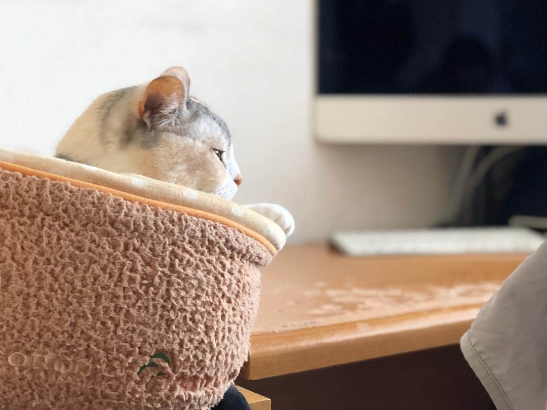 Natsukiのインスタグラム：「陽射しがきもちいいねぇ、しーちゃん(^^) #cat  #scottishfold  #猫のいる暮らし」