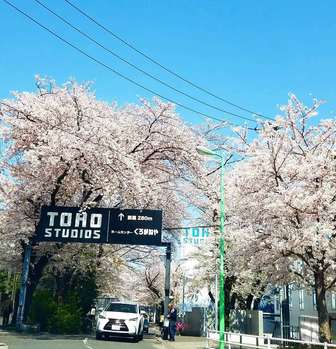 黒田啓蔵さんのインスタグラム写真 - (黒田啓蔵Instagram)「今日は、東宝スタジオで撮影🎬をしてます。ここも満開の桜。お花の名所です、 #桜 #サクラ #満開の桜 #成城 #東宝スタジオ #桜の名所 #快晴☀️」4月6日 12時21分 - kurodakeizo