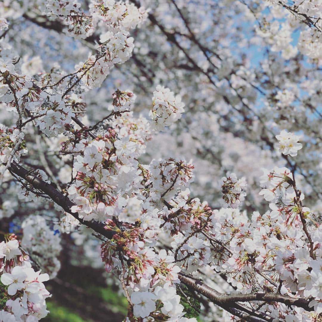 鈴木渉さんのインスタグラム写真 - (鈴木渉Instagram)「「世の中に　たえて桜のなかりせば　春の心はのどけからまし」在原業平  世の中に桜が無ければ、咲く楽しみも散るのを惜しむこともなく春は穏やかでいられるのに。  これに対する詠み人知らずの有名な句、「散ればこそ　いとど桜はめでたけれ　憂き世になにか久しかるべき」(桜は散るから美しいんだよ、永遠なんてないからね)も良き。  1000年以上前の和歌に込められた 桜を愛する和の心は、DNAに染み込まれているかのように今も受け継がれているんだなー  #桜 #🌸 #和歌に思いを馳せる」4月6日 12時27分 - watarumble0223
