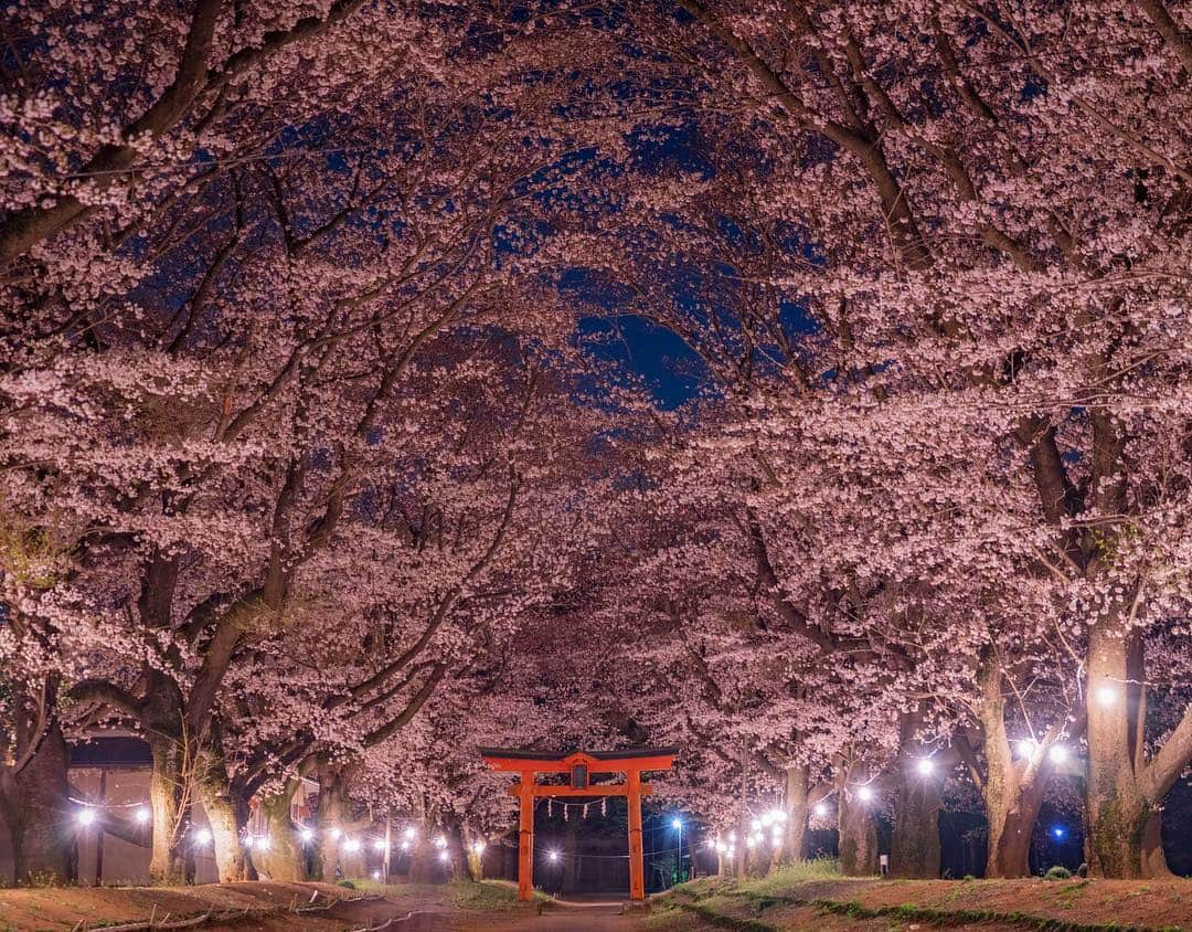 詩歩さんのインスタグラム写真 - (詩歩Instagram)「🌸×⛩﻿ ﻿ 夜桜と鳥居のコラボレーション。﻿ Cherry blossoms in a shrine at night🌙﻿ ﻿ 茨城にこんな場所があるなんて、知らなかった！﻿ ﻿ #東蕗田天満社 は、1288年に北野天満宮から分祀された菅原道真公を祀る神社です。﻿ ﻿ 200mの裏参道には、40本もの見事な桜並木が満開🌸﻿ 仄かにライトアップされ、静かに夜桜を楽しむことができました。﻿ ﻿ これからの散り際には、散った花びらがさらに地面を覆って桜色の道になるとか…👏﻿ ﻿ 散り際まで美しい桜スポットです。﻿ ﻿ ﻿ 🙏ご案内いただいた八千代町の皆さん、ありがとうございました！﻿ @higashihukita_tenmansha1288 ﻿ 📸 3rd April 2019 📍東蕗田天満社(ひがしふきた)／茨城県 八千代町﻿ 📍Higashi-fukita Tennman-sha／IbarakiJapan﻿ ﻿ ﻿ ©︎Shiho/詩歩」4月6日 12時28分 - shiho_zekkei