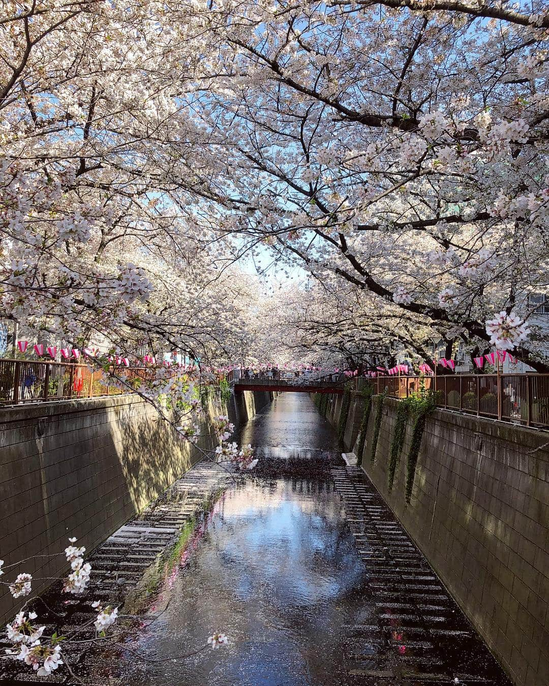 雨宮みずきさんのインスタグラム写真 - (雨宮みずきInstagram)「． 昨日の目黒川の様子🌸 桜吹雪も風情があって好き❤︎ 3枚目に動画つき🌸 画質落ちちゃってるかも😖 ． #桜 #お花見 #目黒川の桜 #目黒川桜まつり #中目黒桜まつり #目黒川 #桜まつり #桜巡り #桜満開 #桜 #桜祭り#お花見日和 #お花見2019 #cherryblossom #flower_daily #日本の四季 #flower_perfection #runningwomen #散り桜 #桜吹雪 #桜の名所 #新元号 #令和 #平成も終わる」4月6日 12時28分 - ammymzk0926