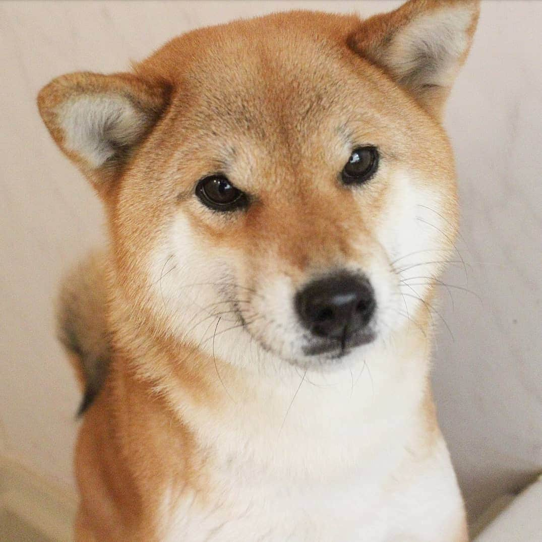 柴犬たま Shibainu Tamaのインスタグラム