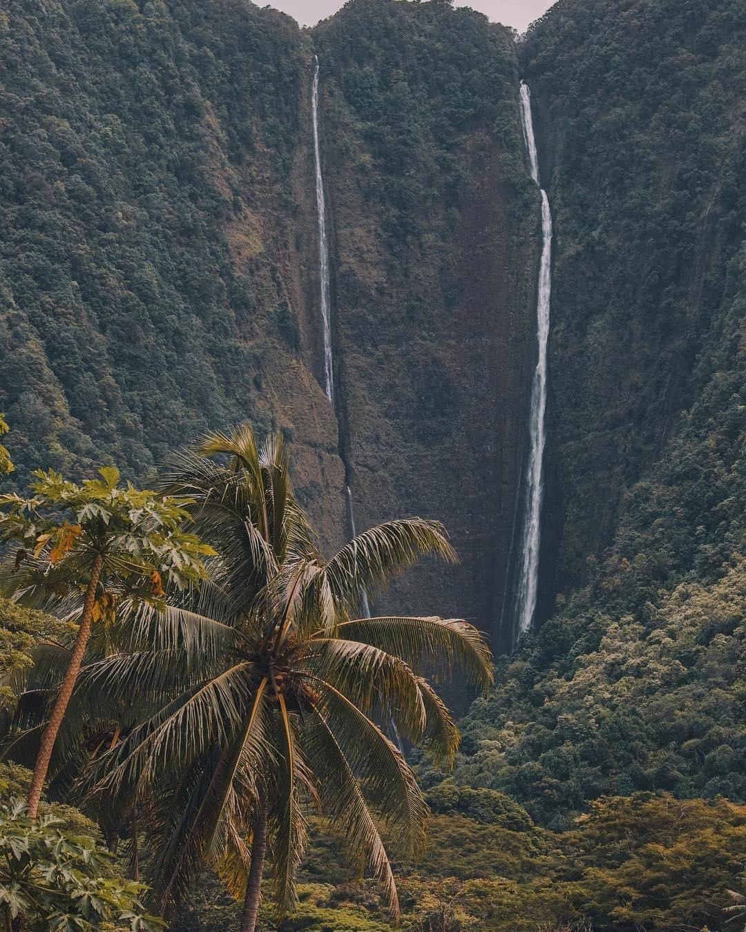 ハワイアン航空さんのインスタグラム写真 - (ハワイアン航空Instagram)「🌴🌴🌴 . 📷: @brentsonk . . . #ハワイ旅行 #ExploreHawaii #ハワイ大好き #ハワイの大自然 #ハワイを感じる #ハワイ好きな人と繋がりたい」4月6日 12時30分 - hawaiianairlinesjp