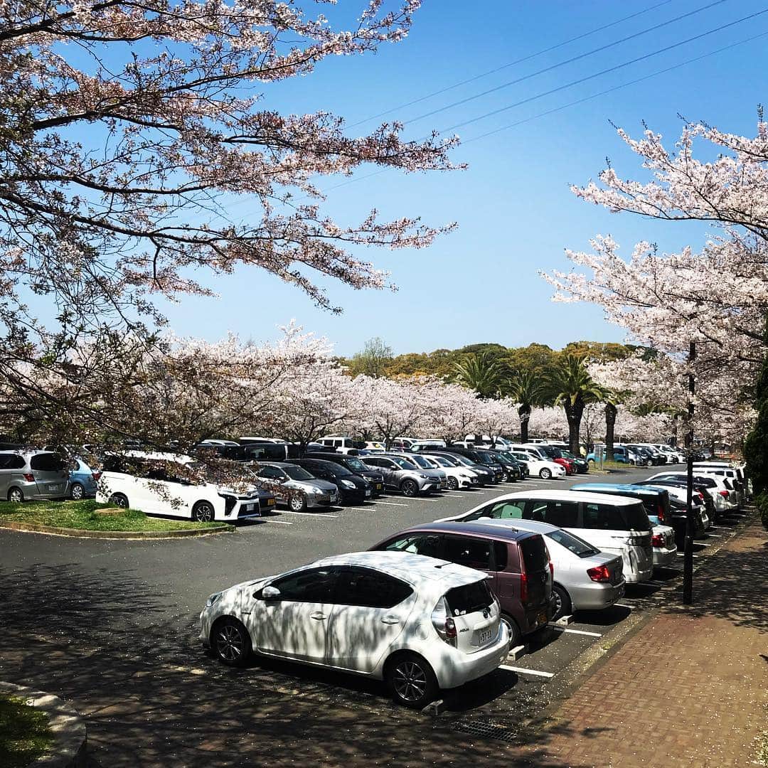 のインスタグラム：「お袋を連れ出し桜の名所  金比羅公園へ。  駐車場は無料です。北九州の良い所！」