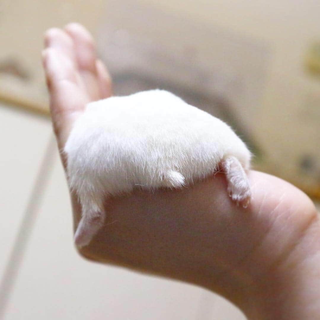 hamster_mocoさんのインスタグラム写真 - (hamster_mocoInstagram)「今月のハムケツ祭はズバリ【脱力系ふぅケツ🍑💭⠀】です😂 #毎月6日はハムケツ祭  #ハムケツ祭#ハムケツ#ふぅケツ ･ 2枚目はおケツを撮られているとも知らずこの脱力感いっぱいなお顔🐹💭もぅ〜ふぅってばきゃわいすぎ😘🐹🍑✨ ☺︎︎ #まるっと小動物展in広島 は〜21日まで広島パルコにて好評開催中です🤗お近くの方はお花見のついでにぜひぜひお立ち寄りくださいませ😉🌸🐹🦔🐿🐒✨ ☺︎︎ #ハムスターふぅ#ハムスター#ジャンガリアンハムスター#ジャンガリアン#パールホワイト#パールホワイトジャンガリアン#クリーミーライン#クリーミーラインジャンガリアン #hamster#djungarian#hamstagram#hammy#happy_pets#PET_OF_OUR_WORLD#igersjp#ig_japan#instapet#weeklyfluff#kawaii#cute#仓鼠#정글리안#햄스터」4月6日 12時42分 - asahi.fl