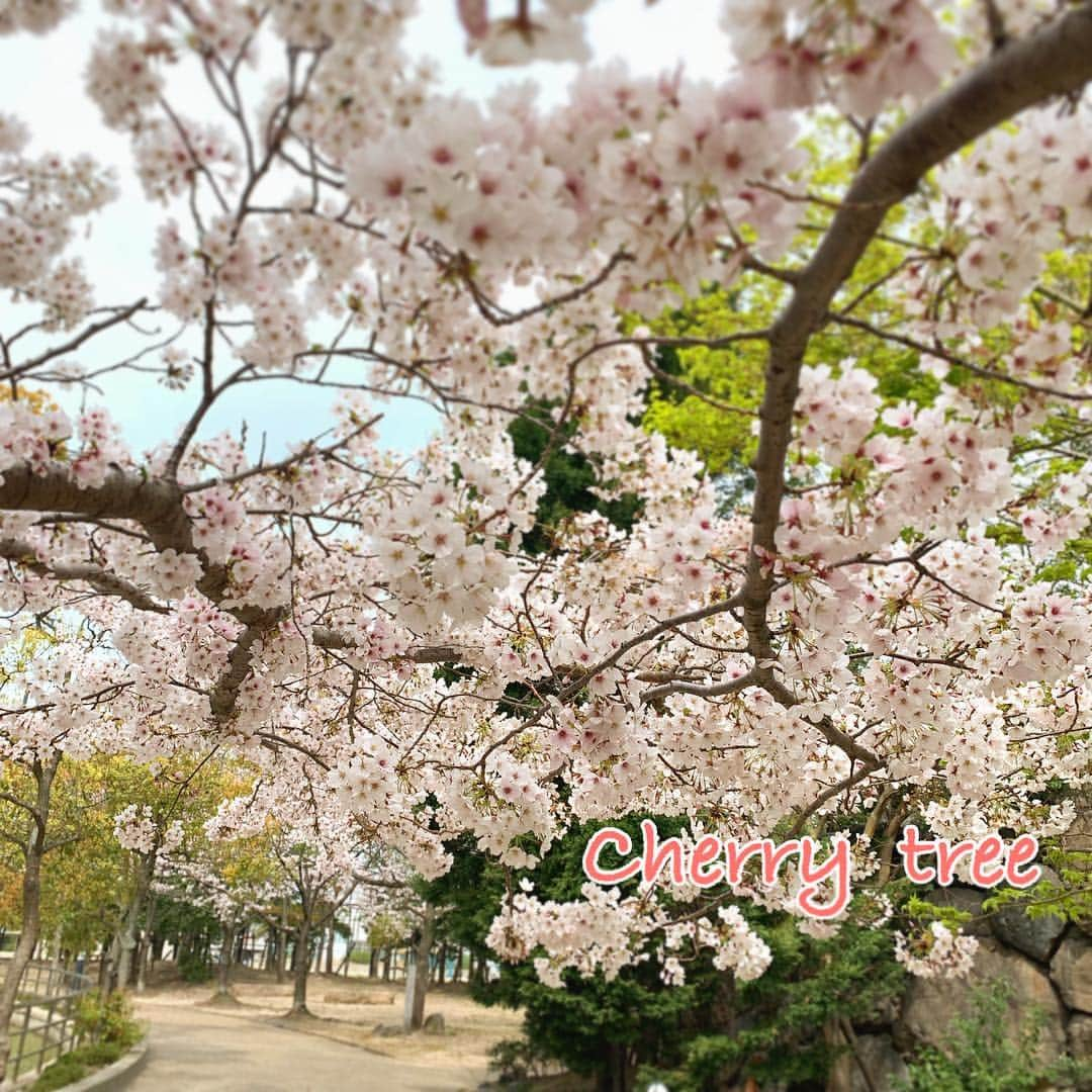 SUNNYDAY工務店さんのインスタグラム写真 - (SUNNYDAY工務店Instagram)「・ やっと見頃になってきましたね🌸🌸🌸 サニーデイ工務店近くの 忠岡町役場の桜も一気に咲き始めました☺️ ・ サニーデイ工務店の作家さま方はイベントラッシュ！ @hiromi_sw0212 さん @aketan08 さん @meg_factory さん ・ 皆さま頑張ってくださぁい😃 ・ サニーデイ工務店 ☎︎0725-58-7428 🔸 #sunnyday工務店#sunnydaykohmuten#サニーデイ工務店#工務店#大阪工務店#忠岡#泉大津#和泉市#岸和田#自然素材#自然素材のおうち#自然塗料#体に優しいおうち#注文住宅#大阪注文住宅 #ハンドメイド#雑貨#インテリア」4月6日 12時41分 - sunnyday_321