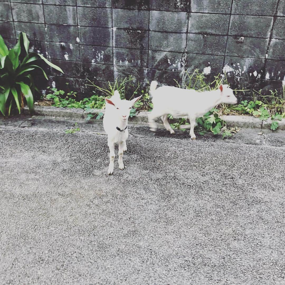 安田美沙子さんのインスタグラム写真 - (安田美沙子Instagram)「あー楽しかったな☺️❤️✈️🌈 小浜島✨ オリオンビールも美味しかったし、海の幸や、沖縄の家庭料理も美味でした！ 朝ランでは、やぎさん、牛さん、シュガーロード、そしてちゅらさんのお家も巡りました✨ お世話になった、民宿宮良の忍さんファミリー、ほんとにお世話になりました。また、会いに行きます🍻  #instagood #okinawa #travel #kohama #boy #22months」4月6日 12時35分 - yasuda_misako