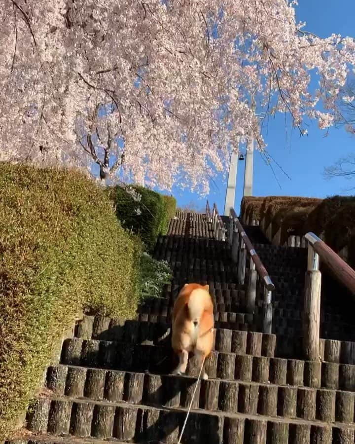 shibainu berryのインスタグラム