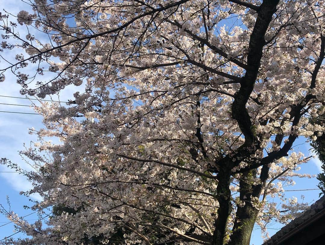夏木マリさんのインスタグラム写真 - (夏木マリInstagram)「花びら、はらはら、、、 #お花シリーズ #sakura #tokyo #goodvibes  #OneofloveプロジェクトGIG #6.18 #natsukirock  #marinatsuki #Corona #私を生きて #夏木マリ」4月6日 12時48分 - mari_natsuki