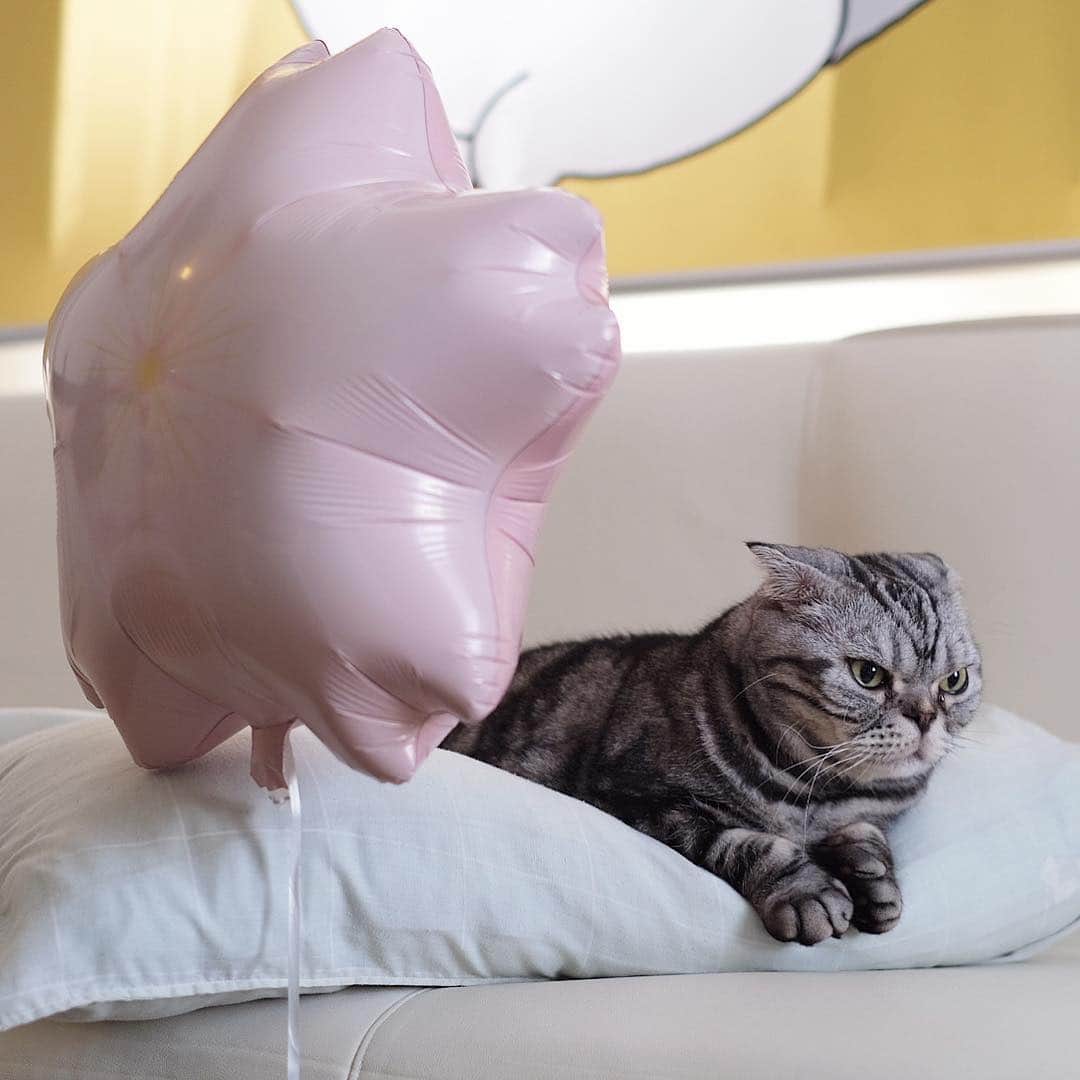 Shishi-maruのインスタグラム：「🐱桜の風船(@poppingsoda.party )と一緒に。 🐱With Sakura(cherry blossom)balloon. ーーーーーーーーーーー 📕「ぷっちねこ。」単行本発売中 📗「3匹のちいさな猫を召喚できたなら」 📘「ちいさな猫を召喚できたなら」重版出来 ーーーーーーーーーーー ⭐︎ねこ漫画を描いています→@tacos_cat 🐱公式→@chiisanacat 🌺Twitter →@taco_emonemon ーーーーーーーーーーー」