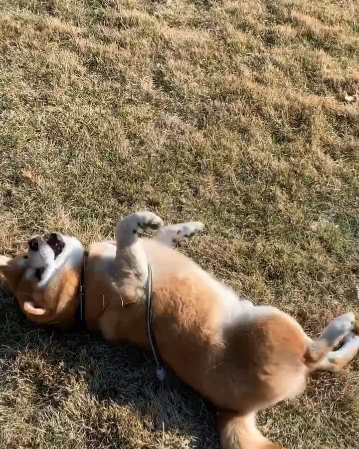 shibainu berryのインスタグラム