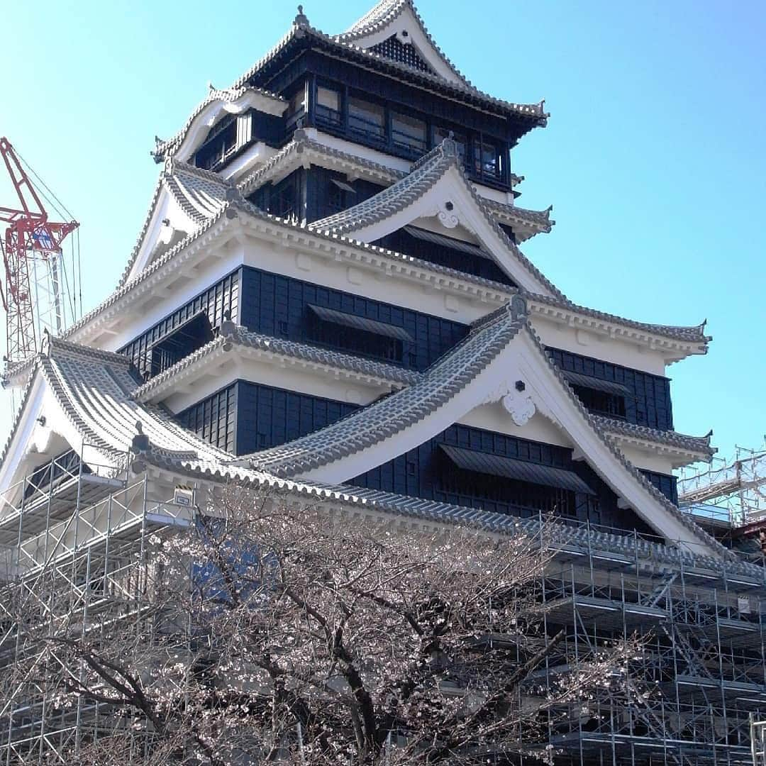 ラグビーワールドカップさんのインスタグラム写真 - (ラグビーワールドカップInstagram)「. 🏯本日4月6日は #城の日🏯 . 2016年4月の熊本地震で大きな被害を受けた熊本城。 復旧工事が進み、いよいよ10月5日（土）から一般公開が再開されます🙌 . その翌日10月6日（日）は熊本でフランス代表 v トンガ代表がキックオフ❗ . ラグビー観戦の際は、震災復興のシンボルとも言われているお城の方にもお立ち寄りください✨ . #RWC2019 #Rugby #Rugbygram #Sport #kumamoto #castle  #ラグビー #熊本 #熊本城 #城 #九州」4月6日 13時09分 - rugbyworldcupjp