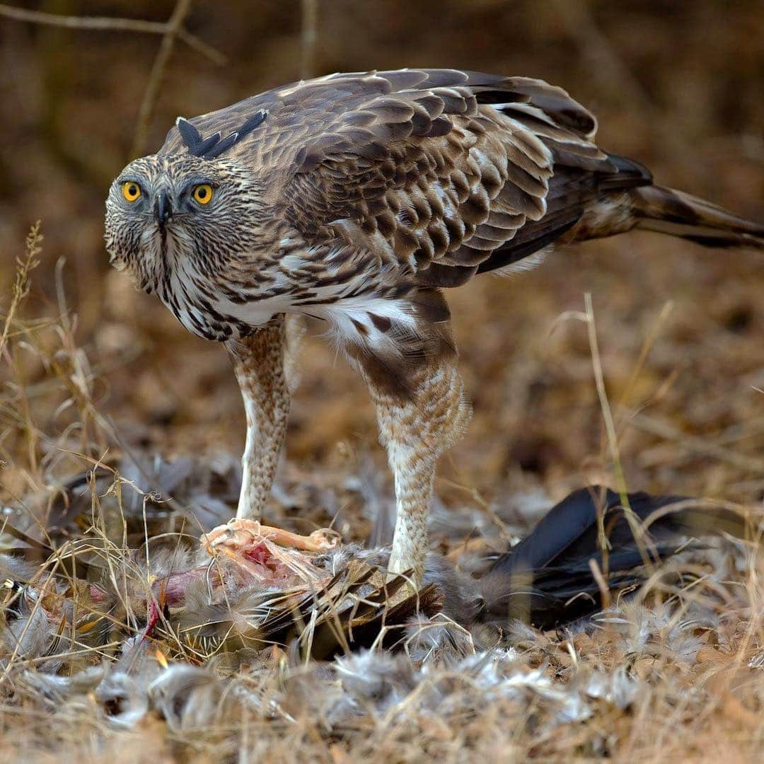 アメリカ自然史博物館さんのインスタグラム写真 - (アメリカ自然史博物館Instagram)「It’s Friday you say? Meet the Changeable Hawk-Eagle (Nisaetus cirrhatus), also known as the Crested Hawk-Eagle. It has a wide range throughout southeast Asia, inhabiting forests, savannas, and wetlands across India, Myanmar, and Malaysia. When not perched on a branch high in the tree canopy, it might be soaring above looking for a meal. On its menu? A variety of critters including monkeys, birds, snakes, and lizards. Photo: Yathin S Krishnappa」4月6日 13時10分 - amnh