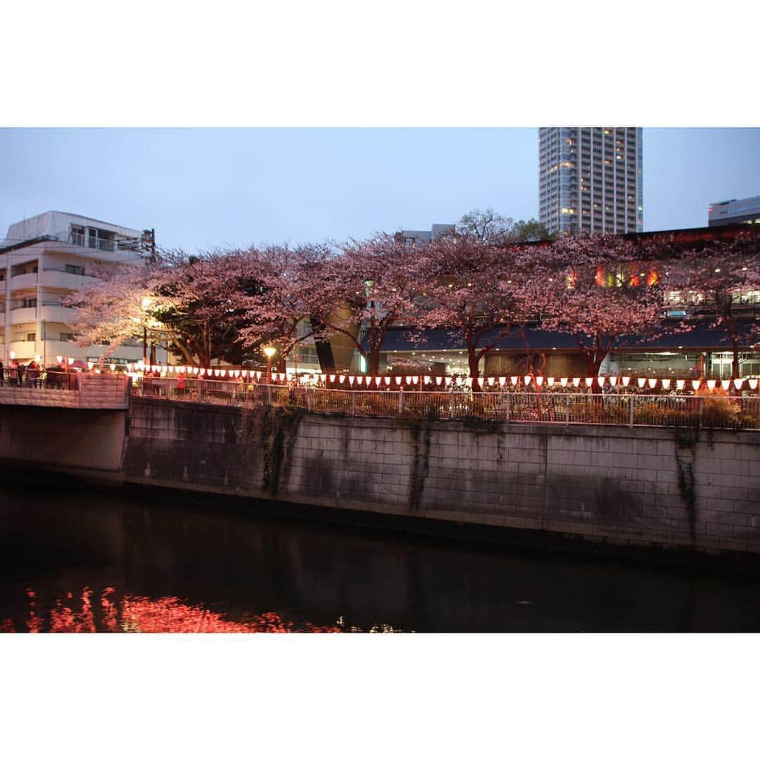 磯部奈央さんのインスタグラム写真 - (磯部奈央Instagram)「お花見🌸 . みなさんはもうお花見されましたか❓ 私は先週末に、毎年一緒にお花見してる仲良し夫婦2組と、今年も行ってきました🍡🌸 毎年6人だったけど、今年は１組の夫婦の赤ちゃんが誕生し7人で👶 癒されたな〜🥺 . 桜の満開度は、まだここは8部咲きってところだったけど、お花見すると春が来た〜って感じられる☺️ まだちょっと寒いけどね笑 . . . #お花見 #花見 #目黒川 #毎年恒例 #桜 #春 #family #くもりでしたが」4月6日 13時13分 - nao_isobe729