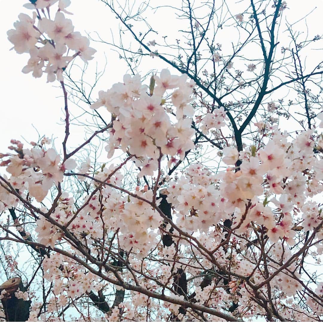 磯部奈央さんのインスタグラム写真 - (磯部奈央Instagram)「お花見🌸 . みなさんはもうお花見されましたか❓ 私は先週末に、毎年一緒にお花見してる仲良し夫婦2組と、今年も行ってきました🍡🌸 毎年6人だったけど、今年は１組の夫婦の赤ちゃんが誕生し7人で👶 癒されたな〜🥺 . 桜の満開度は、まだここは8部咲きってところだったけど、お花見すると春が来た〜って感じられる☺️ まだちょっと寒いけどね笑 . . . #お花見 #花見 #目黒川 #毎年恒例 #桜 #春 #family #くもりでしたが」4月6日 13時13分 - nao_isobe729