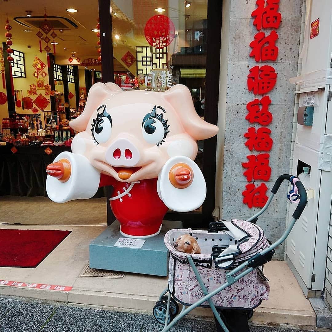 ピックさんのインスタグラム写真 - (ピックInstagram)「徳島最後の日は、マルシェの次は❗ 新神戸まで。送って貰うので、神戸の中華街に行ったよー❗ 、 西安門 入り口に小さくピックちゃんおるよ🐶 、 中華街食べ歩きして❗ 有名な 豚まんの老祥記さんに行こうとしたら❗ 、 長蛇の列💦💦💦💦💦 🚄もあるし、とても並べず❗ 、 それどころか❗マルシェもそうだけどさ寒さに耐えながらの移動で❗ 、 神戸は☂️だし ほんとはおさくちゃんも一緒に行くはずが❗ ご老体には、無理ってことで、断念💦💦 、 真冬の寒さだったから 、 南京町の担々麺やら、小籠包、ごま団子いろいろ食べて❗ 、 楽しい徳島の旅でした❗ 、 今度は、犬なし 大阪の旅をすることになりましたーパパ達は飲み、私たち喋りまくりかしら😃 、 まずは、ゴールデンウィークまた、めいっぱい遊ぶぞ～ 、 #神戸  #中華街 #食べ歩き #南京  #旅行 #ありがとう #instadog #ilovedog #dogstagram #west_dog_japan #all_dog_japan #todayswanko #inulog #coolangel #ミニチュアダックス #ミニチュアダックスフンド #イヌスタグラム #いぬすたぐらむ #犬 #だいすき #美容 #ダイエット #いぬドル #かわいい #シニア犬 #14歳 #ピック #モデル犬 #イケワン #わんわん小学校」4月6日 13時34分 - pick09040904