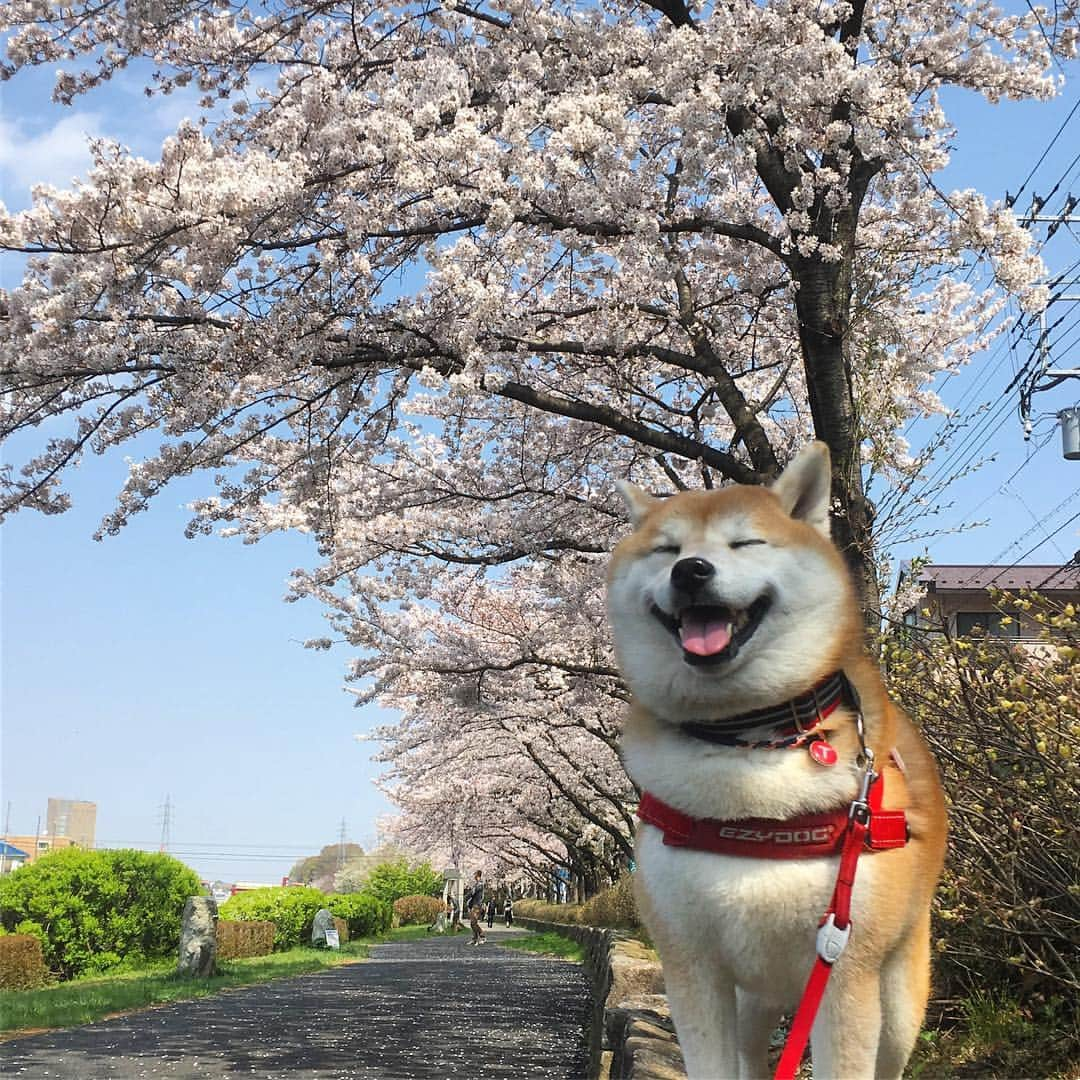 てんパパのインスタグラム