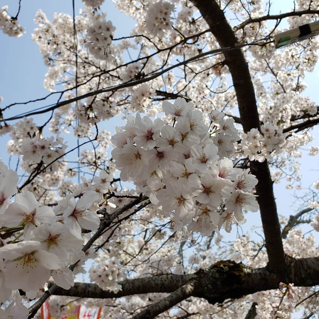鈴木Q太郎のインスタグラム：「京都八坂神社は満開です。 #祇園花月 #合間 # 八坂神社 #満開です #外国の観光客には # 淡いピンクより # 濃いピンクのほうが #人気あるみたい #今年も満開の時期に #祇園花月入れてもらい #ありがとうございます」