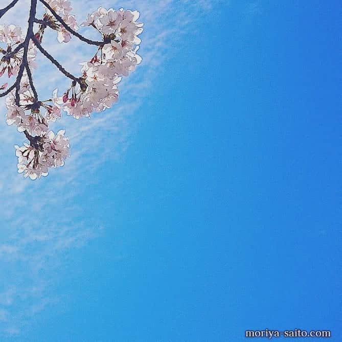 斎藤守也さんのインスタグラム写真 - (斎藤守也Instagram)「#桜  #さくら  #斎藤守也 #moriyasaito #守也 #moriya #MONOLOGUE #monologue」4月6日 13時32分 - moriya_monologue