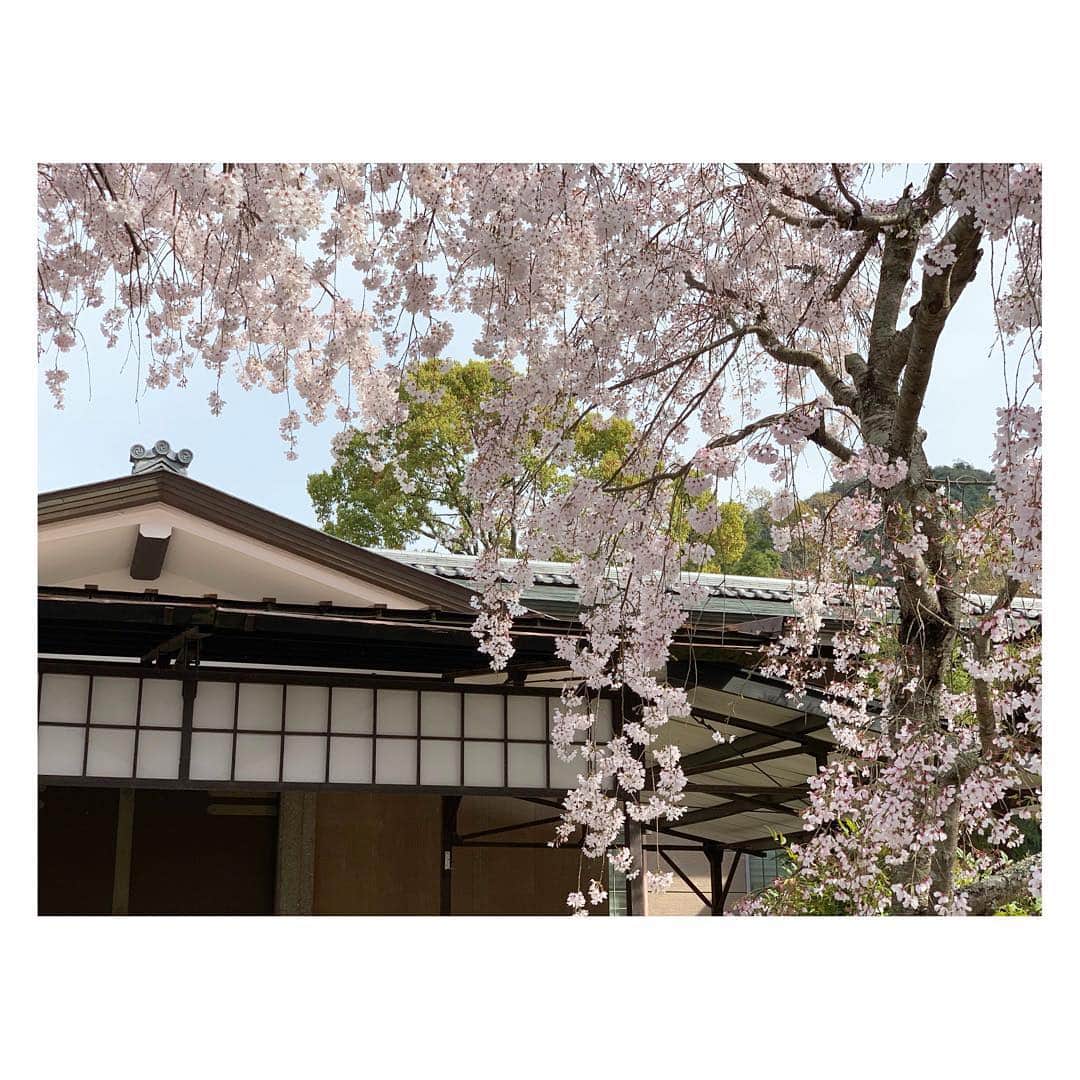 のインスタグラム：「今年は、美しく感じる、桜。 なぜだろう。 枝垂れ桜、麗しく。 本日は厳島神社で、奉納公演。 夜はとても冷えるので、いらっしゃる方は暖かい格好を！ I don’t know why, sometimes I don’t feel anything when I see the scenery, but this year’s cherry blossoms in Japan are fantastic. ...Tonight, I’m performing of my own concert at Itsukushima shrine! #worldheritage #世界遺産 #広島 #live #concert #nature #japan #桜 #itsukushima」