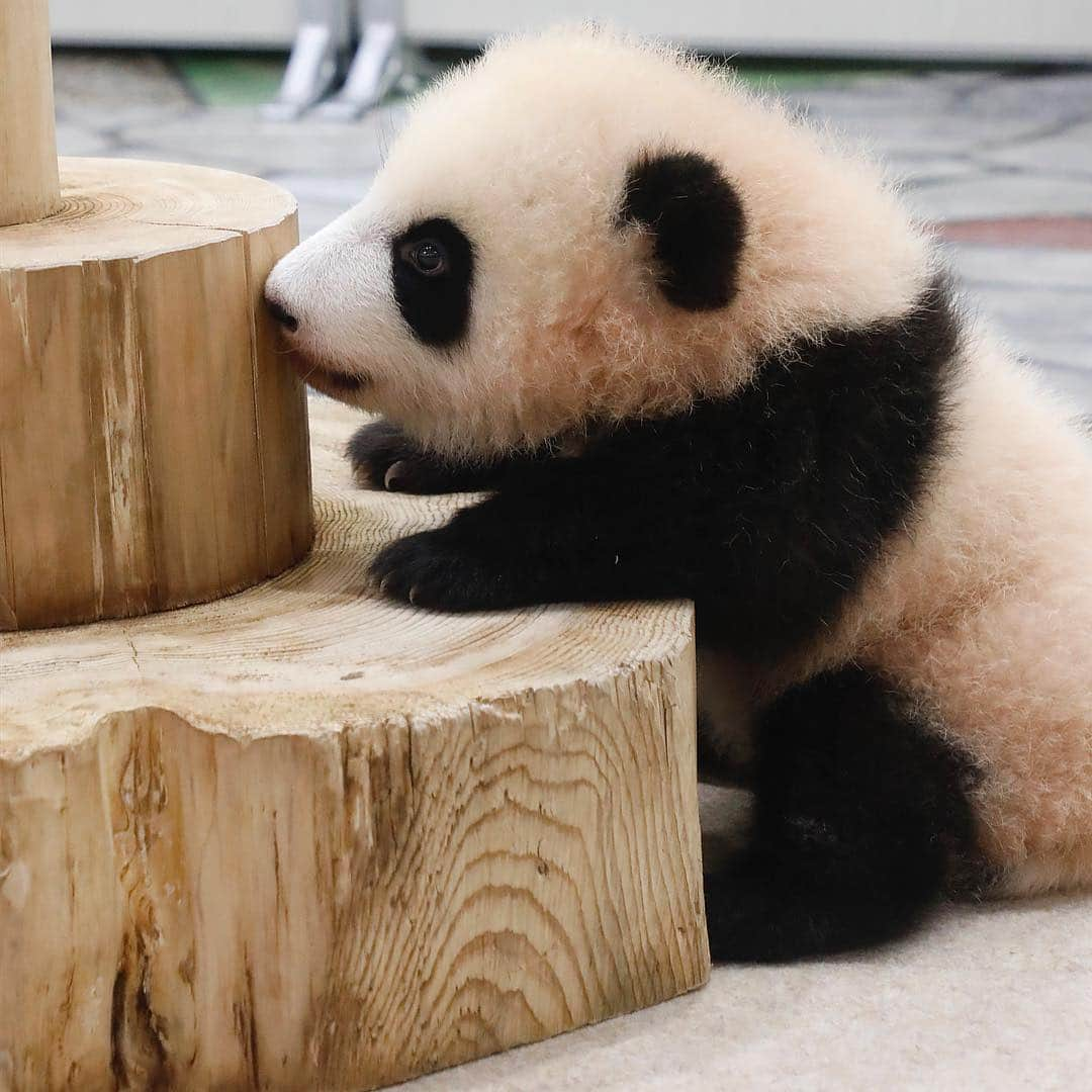 パンダ（白浜）さんのインスタグラム写真 - (パンダ（白浜）Instagram)「🐼 #彩浜 ！！😊🐼 OTHER SCENE... for #HELLOLITTLE she was 4months age then 🐼🐼🐼 #ハローリトル #baby #pandamental #アドベンチャーワールド #hellopanda #ハローパンダ #パンダグラビア and #panda #pandababy 🐼🐼🐼 #instagood ⭐︎『HELLO LITTLE』IN STORE NOW⭐️ 本編のポストではありません😌」4月6日 13時40分 - hellopanda_book