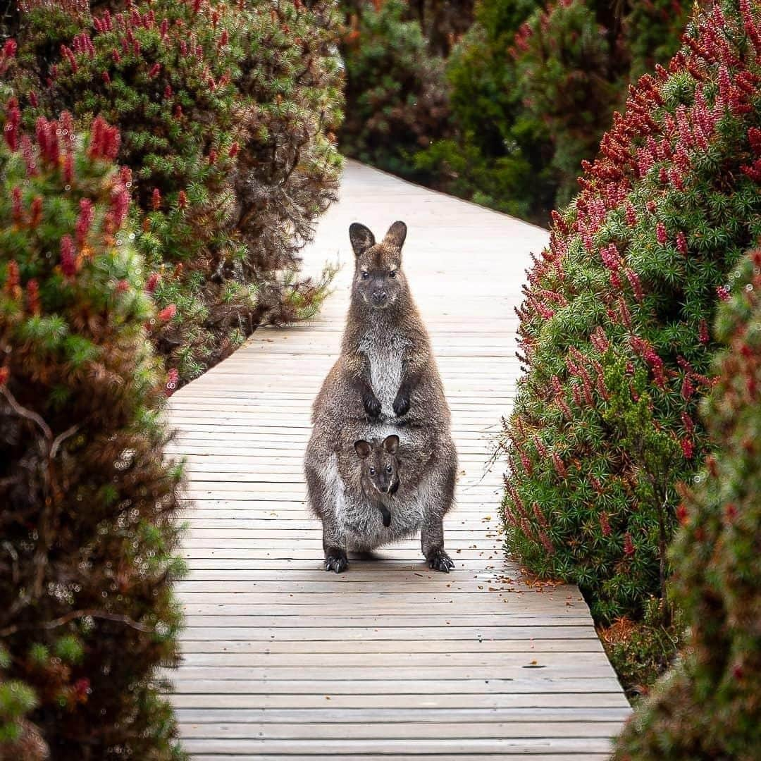 Australiaさんのインスタグラム写真 - (AustraliaInstagram)「When you turn up late for your guided tour of #MtFieldNationalPark 😬 As @dosyas captured here, this Bennetts #wallaby clearly wasn't overly pleased when we were a touch tardy for her expedition through this #wildlife hotspot in @tasmania. Luckily we're pretty sure that she understood we simply HAD to stop for @dacibakers coffee and pastries on our way to this @westcoasttasmania national park - and we promised to be punctual next time! You can also book a human guided tour with @experienceoz and @realaussieadventures, they'll even pick you up from @hobartandbeyond so no need to worry about being delayed. 😉  #seeaustralia #discovertasmania #westcoasttasmania #thegreatoutdoors #wildlifephotography #travel」4月6日 14時00分 - australia