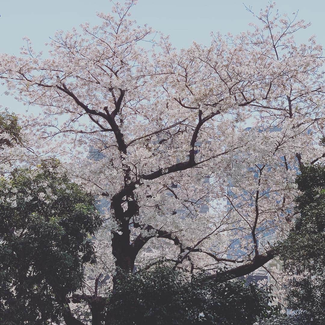 青田典子さんのインスタグラム写真 - (青田典子Instagram)「#桜が満開🌸🌸🌸🌸 お天気もいい〜✨✨✨(*ﾟ∀ﾟ*)」4月6日 13時55分 - norikoaota