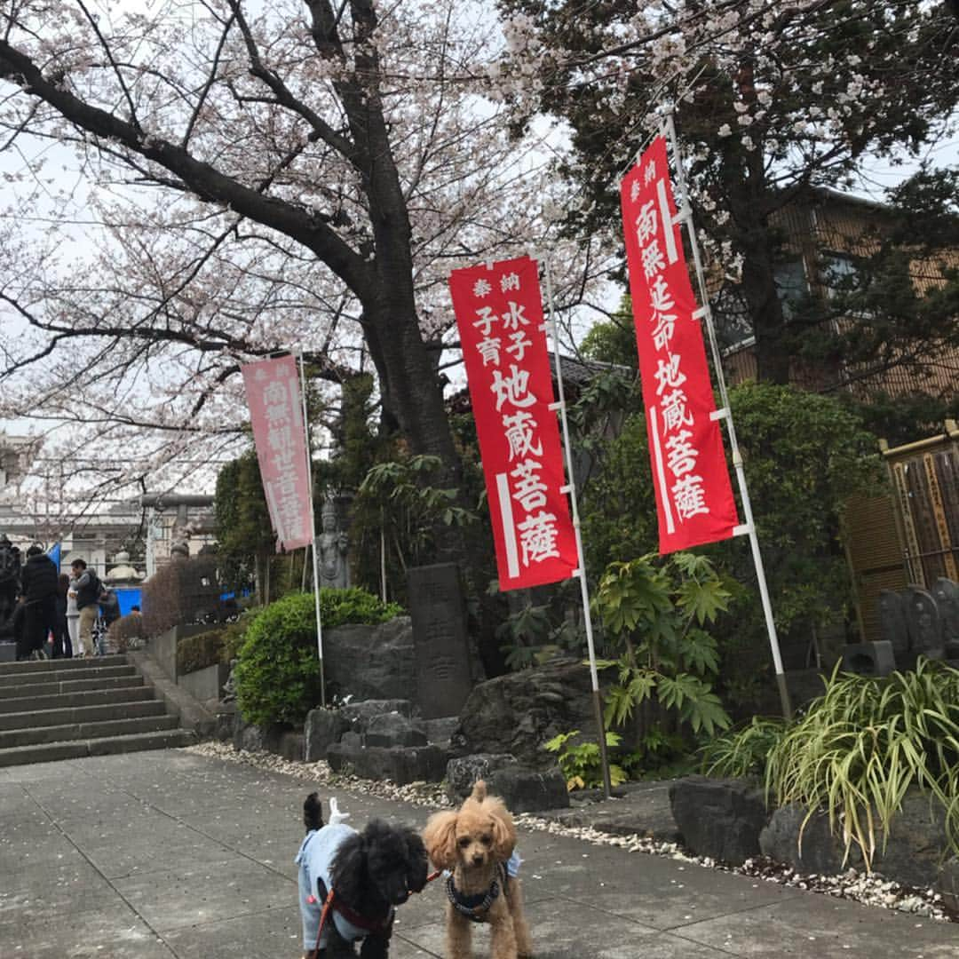 井上貴子さんのインスタグラム写真 - (井上貴子Instagram)「ちょっとさかのぼって。  3月31日のこと。 日頃から良くしてくださる 横浜のご住職家族に招かれて 毎年恒例のお花見🌸  翔さんにまた逢えた♡♡ せんだみつおさんが居ると ずーーーーっと喋ってくれるので  その場がずーーーーっと明るい （笑）  おいしかったな♡おでん🍢  べにひおも楽しそうだった^ ^  ひーちゃんお説教されてる 写真もある（笑）  さてーーっ。  試合へ行ってこよう！ 最後の写真は さっき電車の中で撮った 今日の持ち物^ ^  黒いコーヒー☕️ Happyで^ ^  #井上貴子  #LLPWX #女子プロレスラー #紅緒と柊音 #ディアナ女子プロレス #カルッツ川崎 #花見 #横浜銀蠅 #せんだみつお #なはなはポーズ #トイプードル」4月6日 14時10分 - takaco_inoue