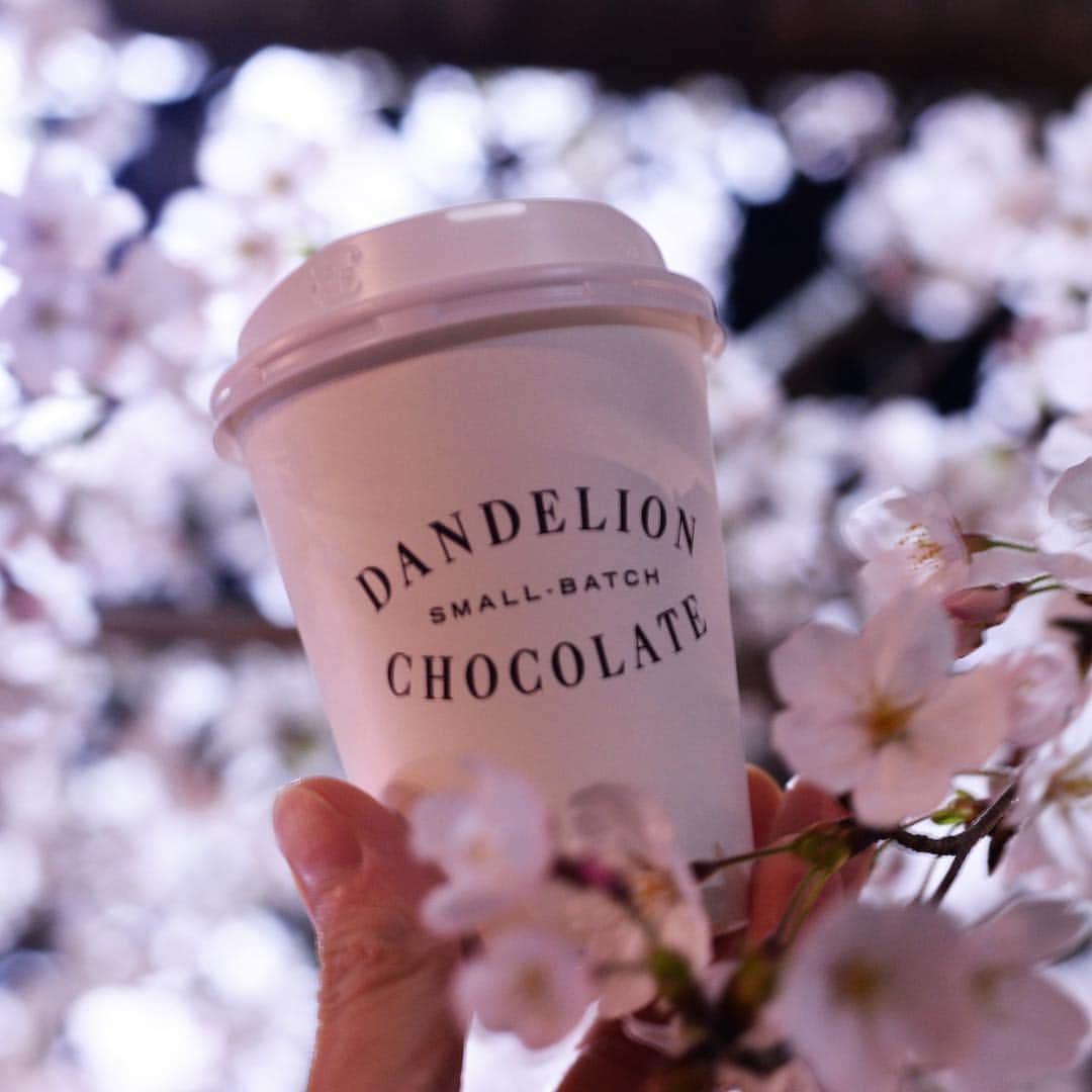 ダンデライオン・チョコレート・ジャパンさんのインスタグラム写真 - (ダンデライオン・チョコレート・ジャパンInstagram)「ダンデライオン・チョコレートのお店の近くでも桜がきれいにさいております。 お散歩やお花見に、ぜひお立ち寄りください。  @dandelion_chocolate_ise  @dandelion_chocolate_kamakura  @dandelion_chocolate_kyoto  #dandelionchocolate﻿ #ダンデライオンチョコレート﻿ #beantobar﻿ #ビーントゥーバー﻿ #craftchocolate﻿ #クラフトチョコレート﻿ #chocolate﻿ #チョコレート﻿ #cacao﻿ #カカオ﻿ #桜  #お花見」4月6日 14時18分 - dandelion_chocolate_japan
