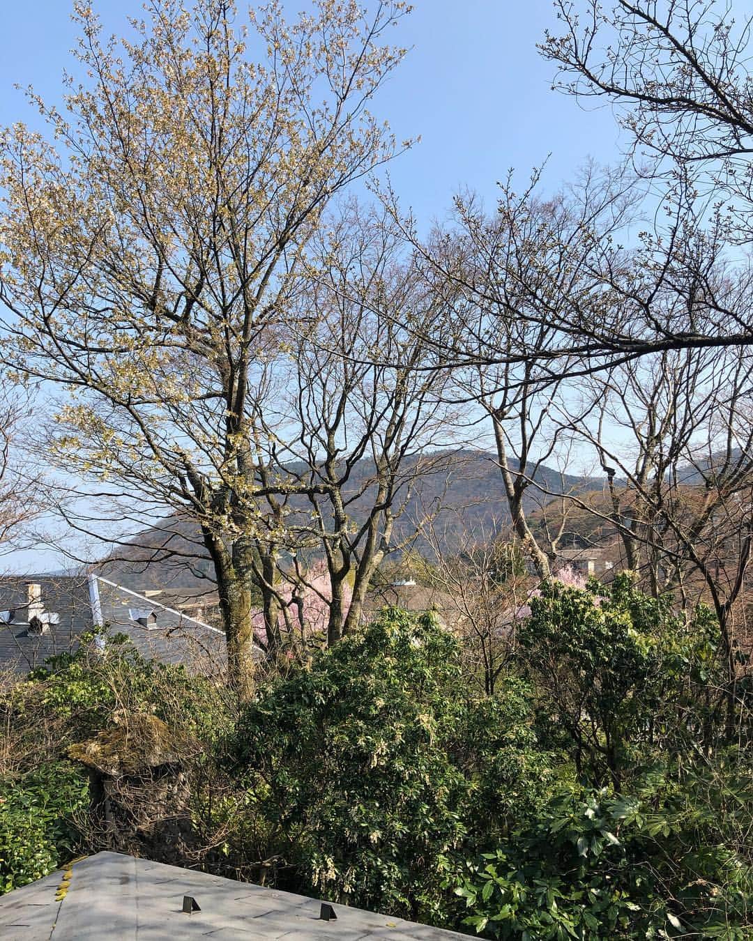 LOVEのインスタグラム：「目覚めたら箱根でした。 晴れて良かった。風もない。穏やかな山で最高。  箱根強羅公園、100年の歴史ある庭園、 大きな噴水広場にてこのあとフリーライブ。  1st 15:00 2nd 18:15  こりゃあ気持ちいい。 気持ちよくやりましょう。」