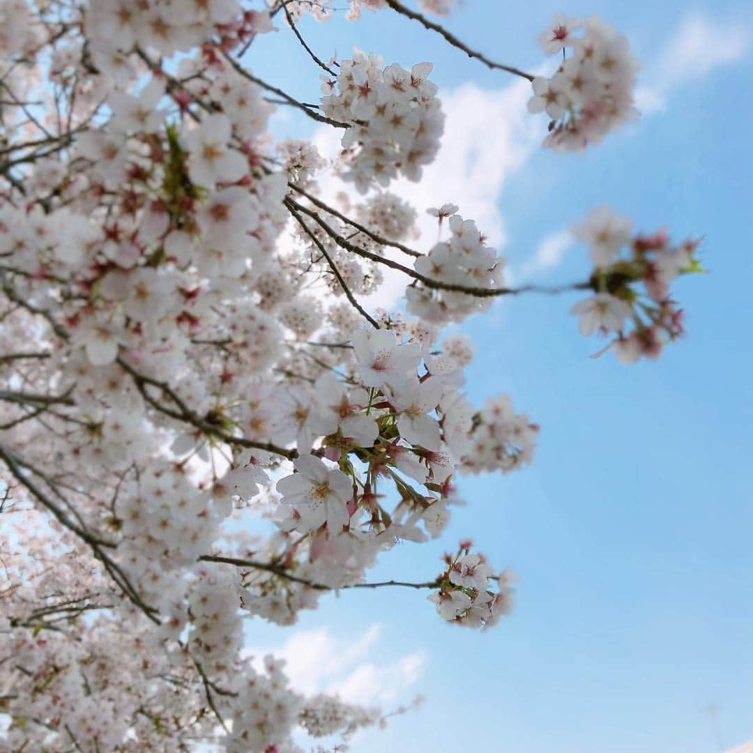 佐藤幸子さんのインスタグラム写真 - (佐藤幸子Instagram)「#桜 #お花見  あ〜いい天気 #仕事中」4月6日 14時13分 - sato_sachiko_idea