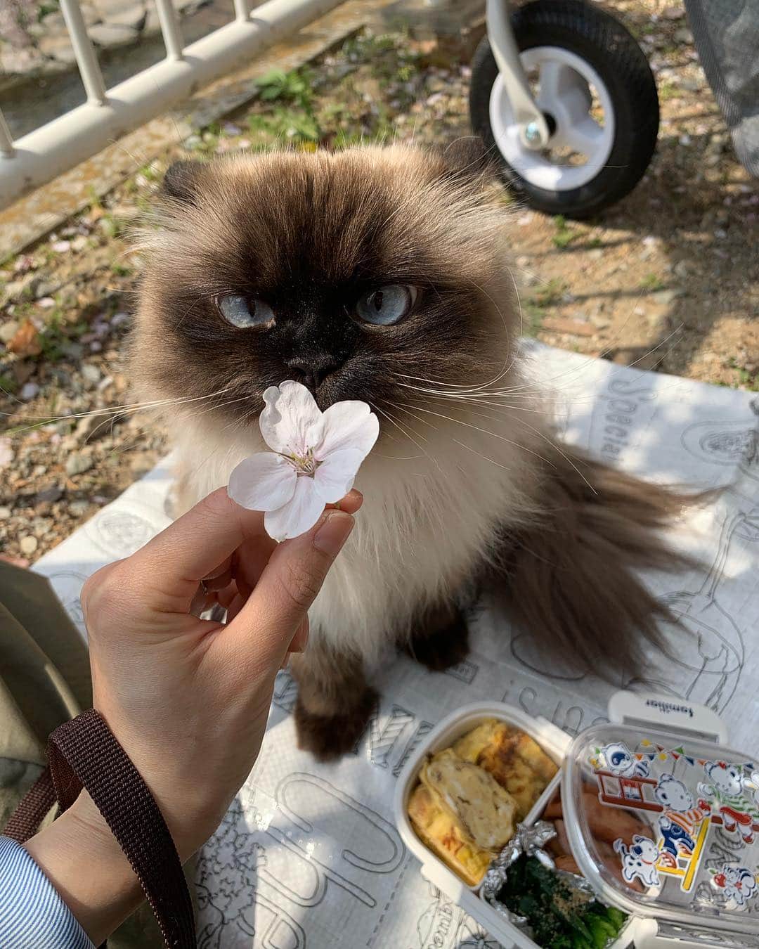 plumeさんのインスタグラム写真 - (plumeInstagram)「お花見プリュム🌸 パパお手製のお弁当持って🍙🍱 . . . . . . . . #桜 #お花見 #sakura #cherryblossom #🌸#プリュムのいる生活 #猫のいる暮らし  #ヒマラヤン  #猫  #赤ちゃんと猫  #ふわもこ部  #ヒマラニャンズ  #猫  #ねこ #もふもふ #🐈 #고양이  #kucing  #Кот  #ilovecats  #sealpoint #cat #himalayancat  #catsofinstagram  #catloversclub  #bestmeow #bestcats_oftheworld  #weeklyfluff  #bestanimal #cutepetclub #grumpycat」4月6日 14時16分 - plumestagram