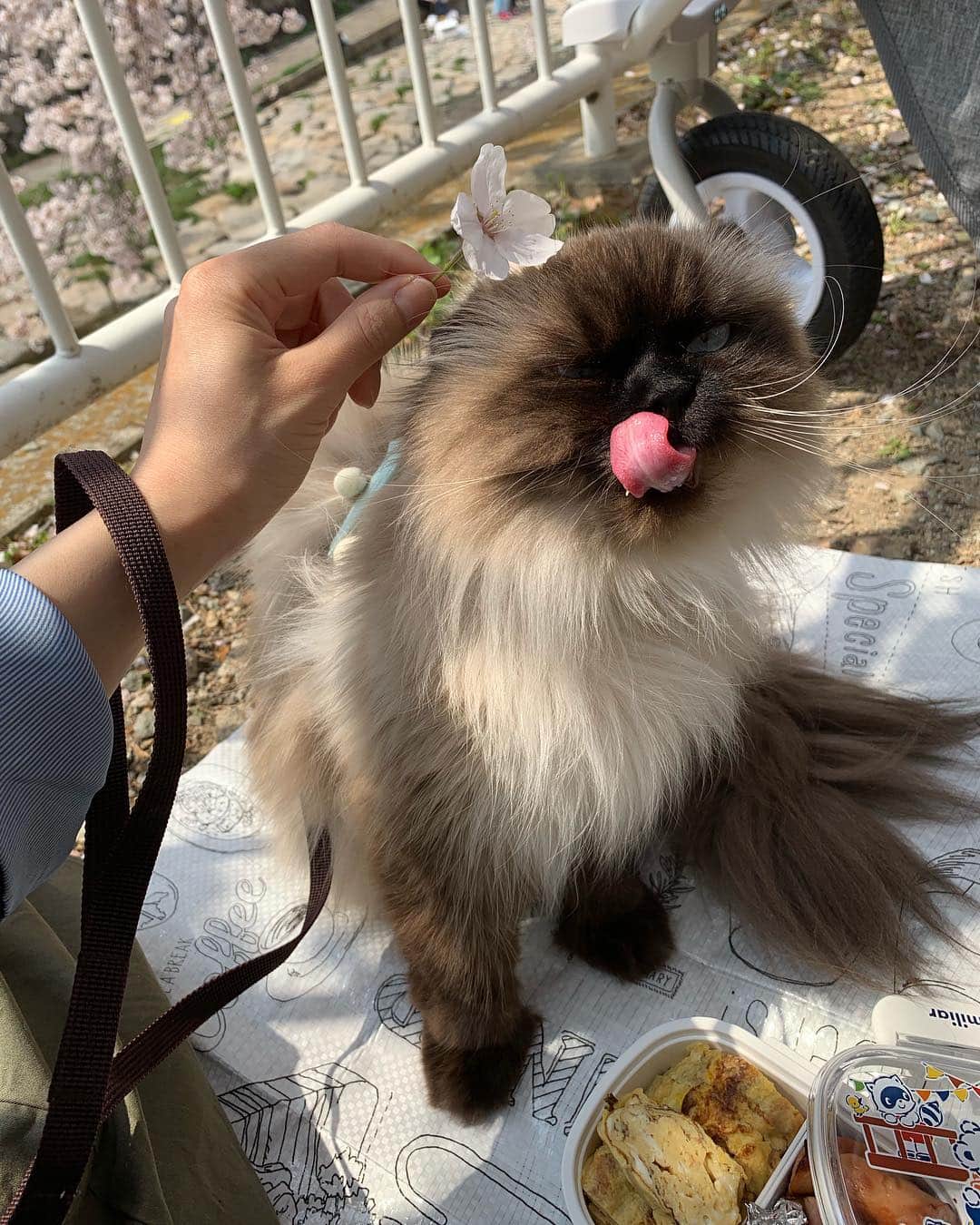 plumeさんのインスタグラム写真 - (plumeInstagram)「お花見プリュム🌸 パパお手製のお弁当持って🍙🍱 . . . . . . . . #桜 #お花見 #sakura #cherryblossom #🌸#プリュムのいる生活 #猫のいる暮らし  #ヒマラヤン  #猫  #赤ちゃんと猫  #ふわもこ部  #ヒマラニャンズ  #猫  #ねこ #もふもふ #🐈 #고양이  #kucing  #Кот  #ilovecats  #sealpoint #cat #himalayancat  #catsofinstagram  #catloversclub  #bestmeow #bestcats_oftheworld  #weeklyfluff  #bestanimal #cutepetclub #grumpycat」4月6日 14時16分 - plumestagram