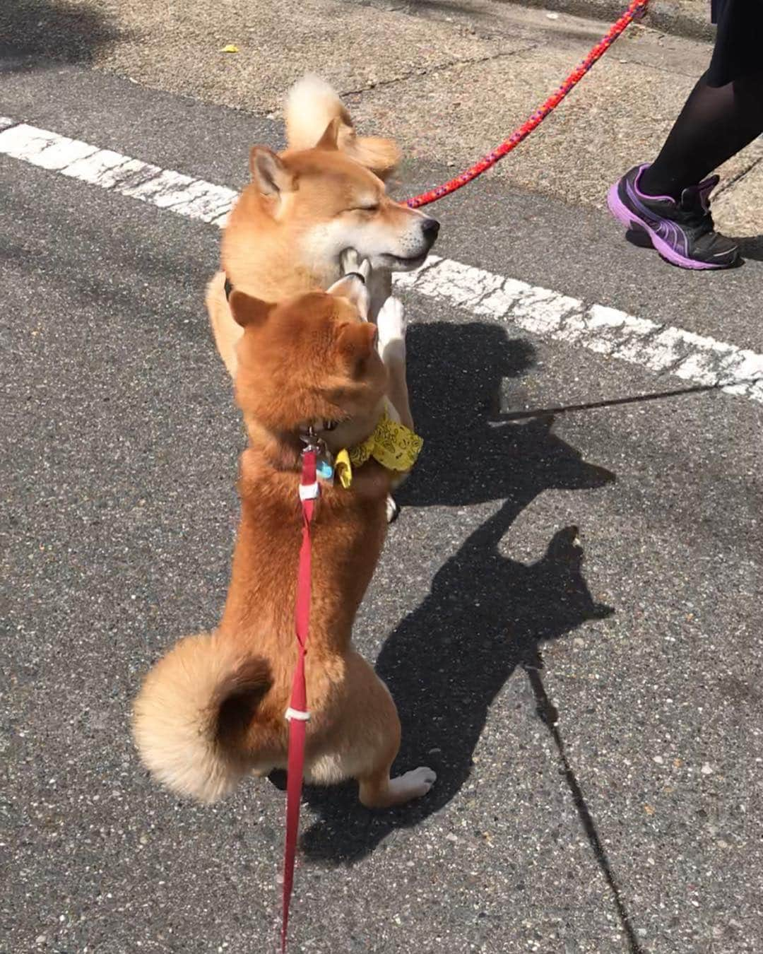 豆柴 サニーちゃんさんのインスタグラム写真 - (豆柴 サニーちゃんInstagram)「. . HELLO〜こんにちわん🐻💕🐻 . ゼロ〜🎵 柴距離ゼロ〜❣️ . 大好きな💕きよしくんとなら 柴距離がゼロでも大丈夫だった〜😆🙌 . いっしょにお散歩したり サニーパンチしたり 今日のお散歩とっても楽しかったよ〜🐾 . さにたん ベロ👅までハート💓になってるぅ❣️ かわいいおふたりさんっ☺️ . ご近所のきよしくん 年下の男の子だと思ったら こないだ3歳のお誕生日だったみたいで 年上だったよ🤣 サニーも8月で3歳になるから 4ヶ月しか変わらないけどね🤗 . . #柴距離0 #こんなにぴったり #初めて💕 #ベロがハート #年上の男の子 #サニーときよしくん #サニーパンチ #柴犬と豆柴 . #柴犬#豆柴 #赤柴 #まめしばいぬ#まめしば#いぬのきもち#ふわもこ部 #pecoいぬ部#pecotv#サンデイ#サンデイいぬ組#anicas #shiba_snap#todayswanko#west_dog_japan #shibainu #shiba#mameshiba#shibastagram #豆柴サニーちゃん」4月6日 14時16分 - sunny_rei_32