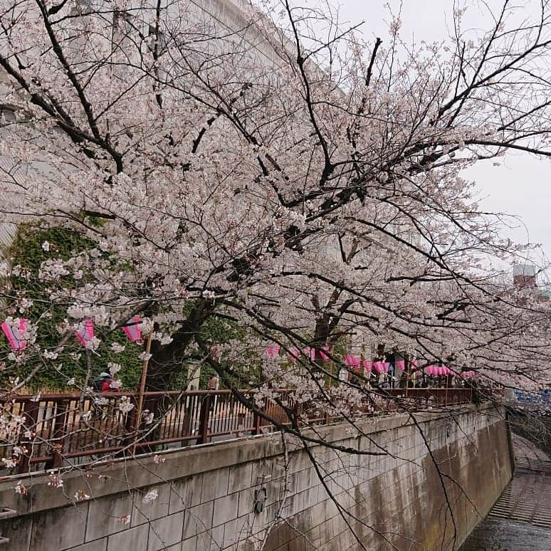 渡辺めぐみさんのインスタグラム写真 - (渡辺めぐみInstagram)「目黒川は、まだまだ桜がきれい🌸🌸🌸 まだ、間に合いますよ😁⤴️⤴️⤴️ 今日も、暖かい😁❇️❇️❇️😄 夜桜も綺麗‼️ #桜#さくら#目黒川#綺麗#ピンク#sakura#夜桜 #筋トレ#筋トレ女子#instagramjapan #instagramlike #instagramgood #instagram」4月6日 14時21分 - meguheart