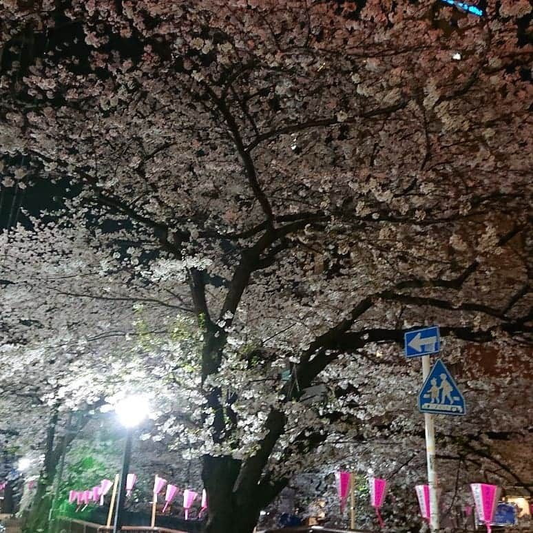 渡辺めぐみさんのインスタグラム写真 - (渡辺めぐみInstagram)「目黒川は、まだまだ桜がきれい🌸🌸🌸 まだ、間に合いますよ😁⤴️⤴️⤴️ 今日も、暖かい😁❇️❇️❇️😄 夜桜も綺麗‼️ #桜#さくら#目黒川#綺麗#ピンク#sakura#夜桜 #筋トレ#筋トレ女子#instagramjapan #instagramlike #instagramgood #instagram」4月6日 14時21分 - meguheart