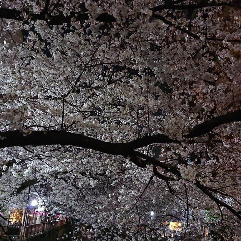 渡辺めぐみさんのインスタグラム写真 - (渡辺めぐみInstagram)「目黒川は、まだまだ桜がきれい🌸🌸🌸 まだ、間に合いますよ😁⤴️⤴️⤴️ 今日も、暖かい😁❇️❇️❇️😄 夜桜も綺麗‼️ #桜#さくら#目黒川#綺麗#ピンク#sakura#夜桜 #筋トレ#筋トレ女子#instagramjapan #instagramlike #instagramgood #instagram」4月6日 14時21分 - meguheart