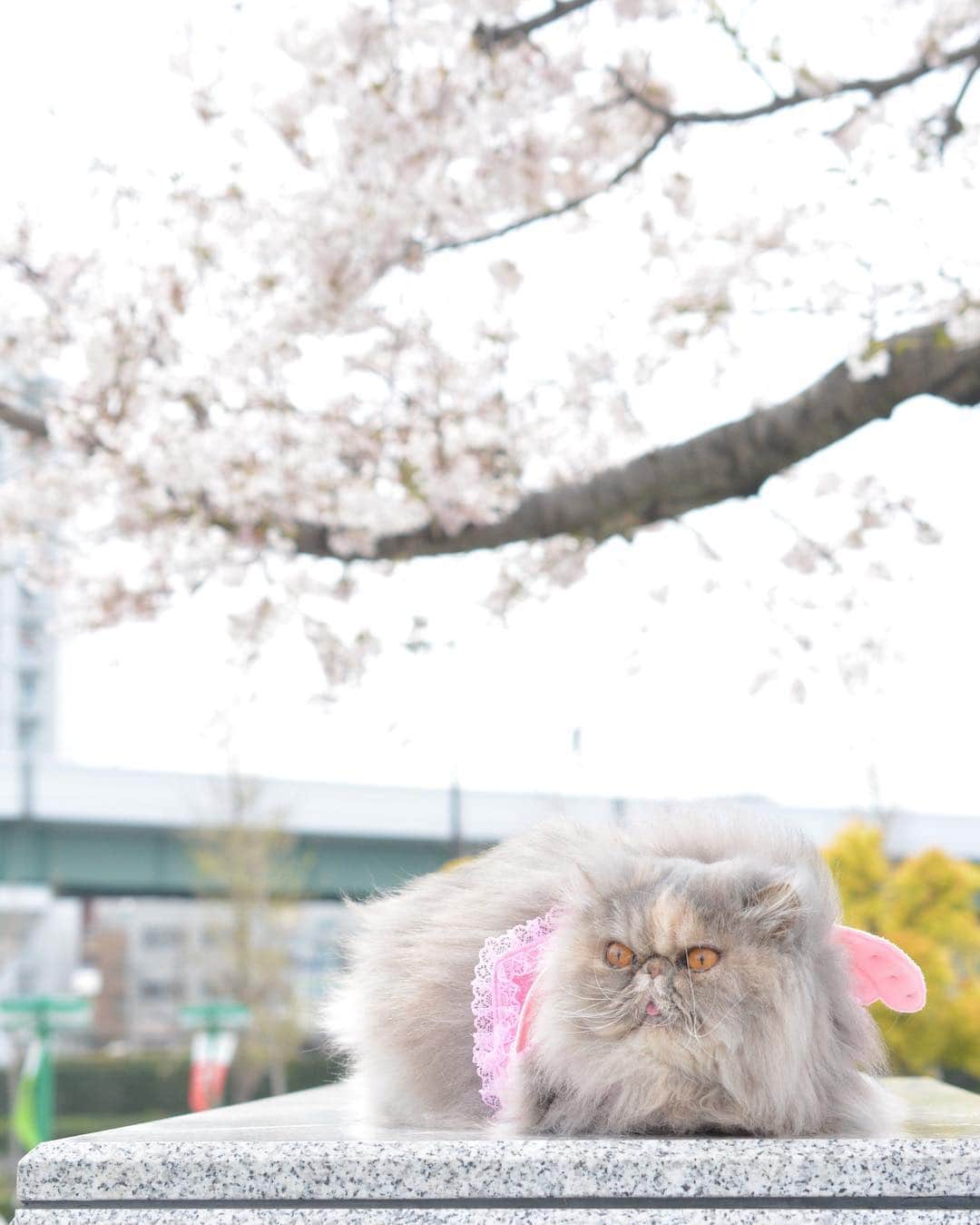 and myuさんのインスタグラム写真 - (and myuInstagram)「HANABI🎆🎇 . . 昨日の続き。 近くの公園でパシャり📸 . . #お花見 #桜#cherryblossom  #春#spring . .」4月6日 14時25分 - _wasastagram_