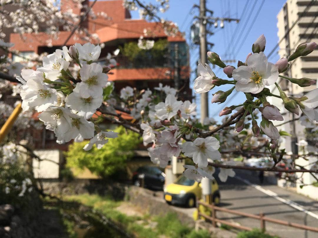 藤村晃輝さんのインスタグラム写真 - (藤村晃輝Instagram)「大分城址公園！桜満開🌸 きれいか〜！天気も良くて最&高です！ #お花見 #bbq」4月6日 14時34分 - fujimura_koki_tos