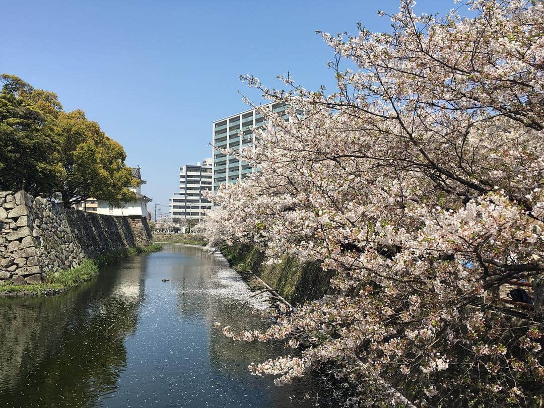 藤村晃輝さんのインスタグラム写真 - (藤村晃輝Instagram)「大分城址公園！桜満開🌸 きれいか〜！天気も良くて最&高です！ #お花見 #bbq」4月6日 14時34分 - fujimura_koki_tos