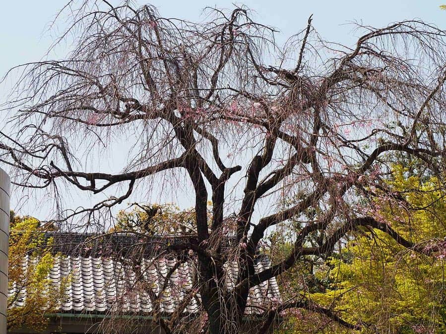 B JIRUSHI YOSHIDAさんのインスタグラム写真 - (B JIRUSHI YOSHIDAInstagram)「【代官山桜情報】 先日ご紹介した、代官山の旧朝倉家住宅脇にあるしだれ桜。 連日の温かさで、徐々にではありますが蕾が色づき始め、ところどころ花を咲かせています。 恐らく目黒川沿いの桜は今週末までが見頃ですので、来週からはこの枝垂桜はこれから見頃へ。 桜並木も勿論綺麗ですが、一本で堂々とした桜も素敵ですね。  #代官山 #桜 #daikanyama #sakura #b印桜情報」4月6日 14時38分 - bjirushiyoshida