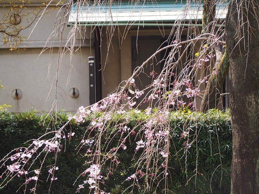 のインスタグラム：「【代官山桜情報】 先日ご紹介した、代官山の旧朝倉家住宅脇にあるしだれ桜。 連日の温かさで、徐々にではありますが蕾が色づき始め、ところどころ花を咲かせています。 恐らく目黒川沿いの桜は今週末までが見頃ですので、来週からはこの枝垂桜はこれから見頃へ。 桜並木も勿論綺麗ですが、一本で堂々とした桜も素敵ですね。  #代官山 #桜 #daikanyama #sakura #b印桜情報」