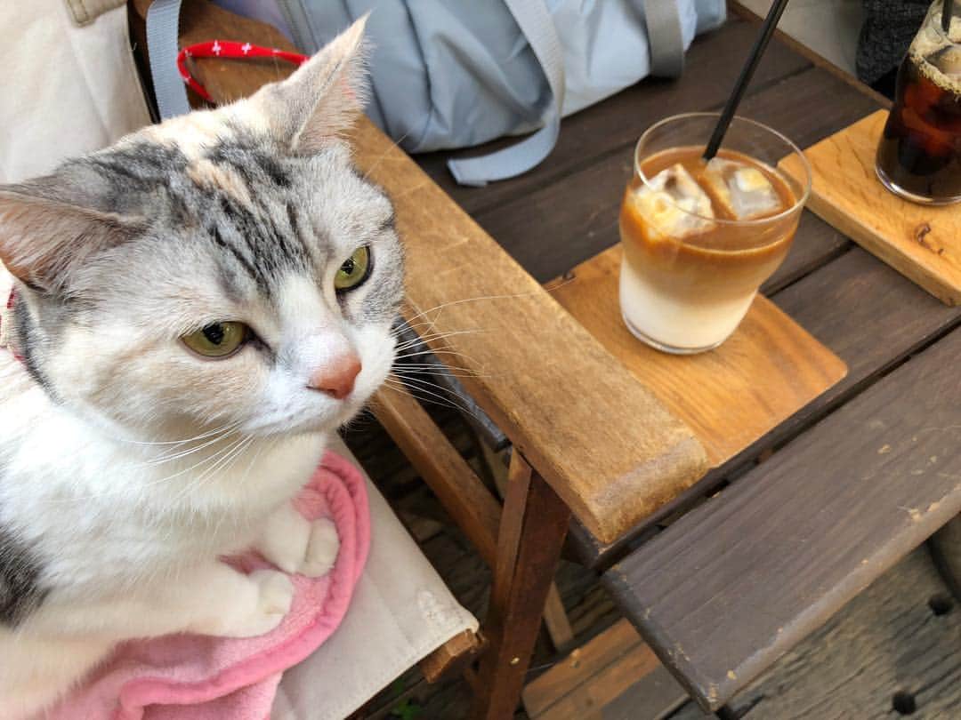 Natsukiのインスタグラム：「手術以降、病院へ行く時くらいしかお出かけしていなかったしらすですが、今日はいいお天気でなので、一緒に近所の珈琲屋さんへ(^^) #cat  #猫のいる暮らし  #scottishfold  #iphone」