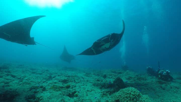 alize 「アリゼ」のインスタグラム：「#gopro に#広角レンズ あると迫力の#マンタ 撮れます！ #alizedive  #newcaledonia  #noumea  #diving  #diver  #divermag  #Nouvelle-Calédonie  #GoPro  #underwaterphoto  #ニューカレドニア  #ダイビング  #水中写真  #ダイビング好きな人と繋がりたい  #水中動画 #manta #マンタ #ブラックマンタ #film #natural #underwatervideo #inon #widelense @alizedive」