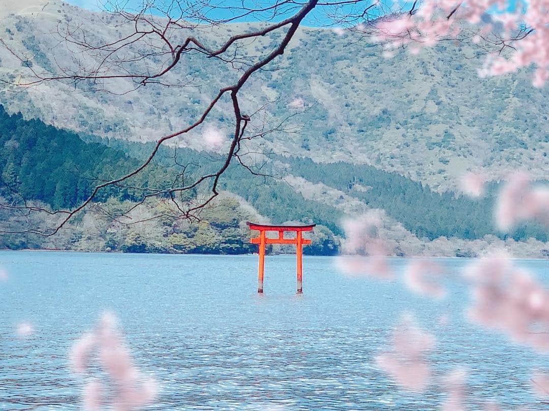 志摩夕里加のインスタグラム：「🐲⛩🐲⛩ 九頭竜神社⛩ 桜の花はコラージュ😑💦 九頭竜神社は駐車場は無く箱根園に駐めて（一日1000円/台）徒歩で15分ぐらいです🚶‍♂️ ワンちゃん🐶はリードに繋げば一緒に行けます🙆‍♀️ ・ ・ #九頭竜神社 #箱根神社 #箱根園 #犬とお出かけ #犬と旅行 #箱根 #🐲 #⛩ #iPhoneで撮影 #japan #hakone」