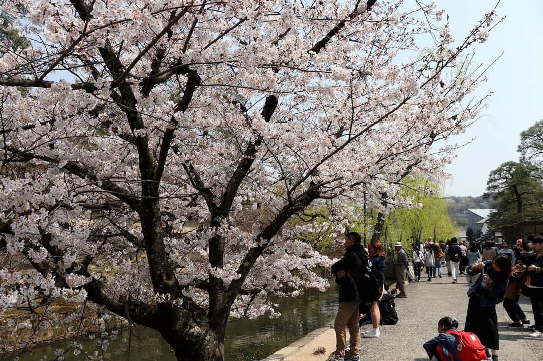 倉敷市さんのインスタグラム写真 - (倉敷市Instagram)「【 4月６日　美観地区の桜】 天気も良く花見日和ですね。 美観地区の桜もほぼ満開。ここ数日が見頃ではないでしょうか。  観光客でにぎわっていて、桜を撮影する人も大勢おられましたよ。  #桜 #さくら #花見 #sakura #倉敷市 #倉敷 #kurashiki  #クラシキ文華 #クラシキブンカ #kurashikibunka #kurabunka  #japan #japantrip #travel #trip #旅 #旅行 #instgramjapan #美観地区 #倉敷美観地区 #bikanhistoricalquarter #oldhouse #白壁 #蔵 #運河 #canal #visitjapanjp #アイビースクエア」4月6日 14時58分 - kurashiki_city