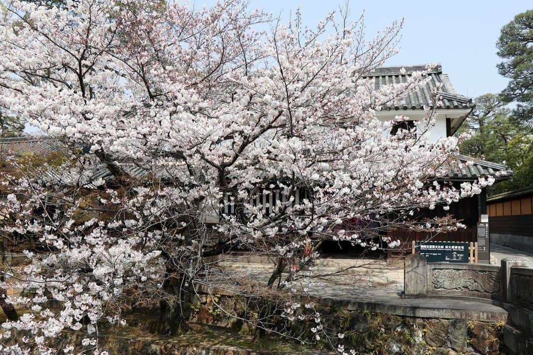 倉敷市さんのインスタグラム写真 - (倉敷市Instagram)「【 4月６日　美観地区の桜】 天気も良く花見日和ですね。 美観地区の桜もほぼ満開。ここ数日が見頃ではないでしょうか。  観光客でにぎわっていて、桜を撮影する人も大勢おられましたよ。  #桜 #さくら #花見 #sakura #倉敷市 #倉敷 #kurashiki  #クラシキ文華 #クラシキブンカ #kurashikibunka #kurabunka  #japan #japantrip #travel #trip #旅 #旅行 #instgramjapan #美観地区 #倉敷美観地区 #bikanhistoricalquarter #oldhouse #白壁 #蔵 #運河 #canal #visitjapanjp #アイビースクエア」4月6日 14時58分 - kurashiki_city