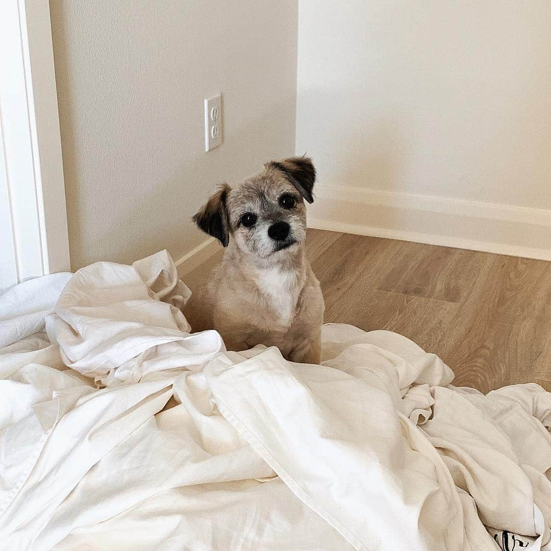 メリッサ・モリナロさんのインスタグラム写真 - (メリッサ・モリナロInstagram)「Laundry day with Bronxy boy! You guys always ask me what breed Bronx is. He’s a rescue and the vet said terrier mut. One of my biggest regrets in life was getting him fixed😩 He turned out to be the most amazing dog. I wish I could breed him to always have his loving happy go lucky spirit around. He’s one of a kind! Love you my fur son!」4月7日 1時52分 - melissamolinaro