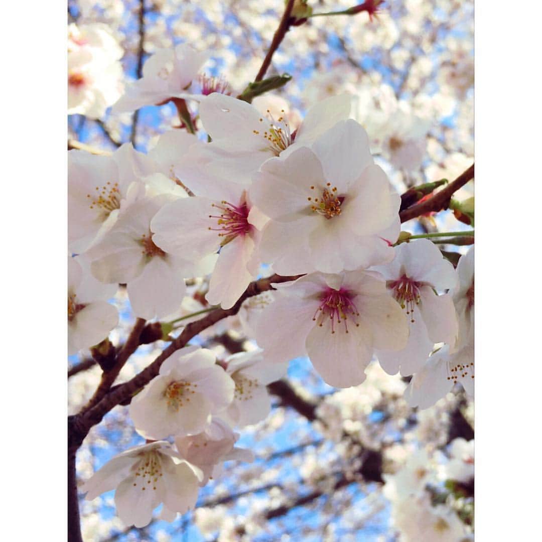 MICHIRUさんのインスタグラム写真 - (MICHIRUInstagram)「. 色々な時間、色々な場所の桜🌸 . 今年に入って加速する時のスピードを感じながら牡羊座の新月も過ぎて、もう4月。 そしてもうすぐやってくる新しい時代の始まり。  咲き誇る桜を見ながら 私達ひとり一人の希望の花がこの桜の花のように満開に咲きほこる未来になりますように。。 . 世界が調和され、平和でありますように🙏  #新しい時代の始まり  #季節の始まり #桜 #cherryblossom #中目黒 #青山墓地 #駒場東大 #自宅前」4月7日 0時47分 - barbiemichiru