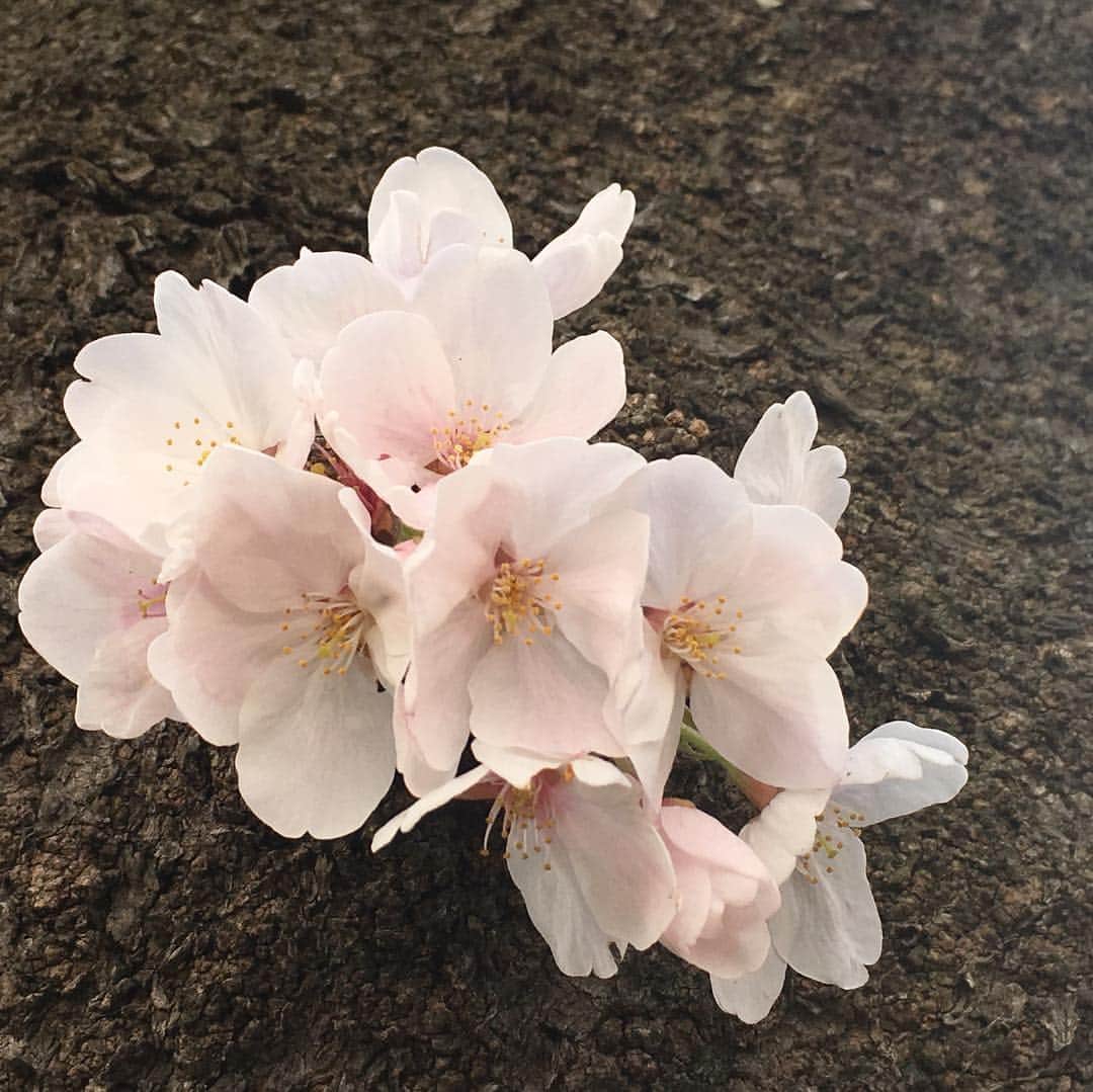 MICHIRUさんのインスタグラム写真 - (MICHIRUInstagram)「. 色々な時間、色々な場所の桜🌸 . 今年に入って加速する時のスピードを感じながら牡羊座の新月も過ぎて、もう4月。 そしてもうすぐやってくる新しい時代の始まり。  咲き誇る桜を見ながら 私達ひとり一人の希望の花がこの桜の花のように満開に咲きほこる未来になりますように。。 . 世界が調和され、平和でありますように🙏  #新しい時代の始まり  #季節の始まり #桜 #cherryblossom #中目黒 #青山墓地 #駒場東大 #自宅前」4月7日 0時47分 - barbiemichiru